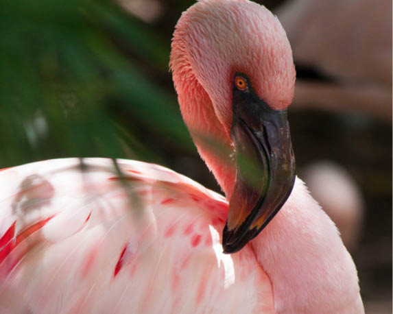 Flamingo’s spotten  op Ibiza